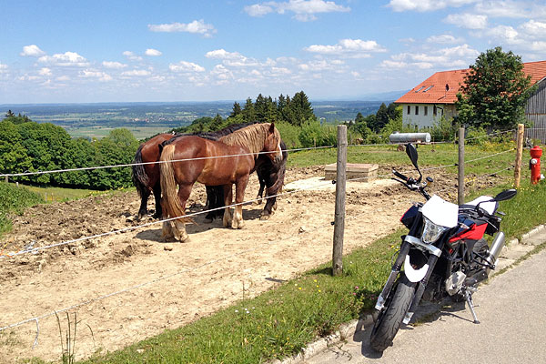 Pferdchen unter sich